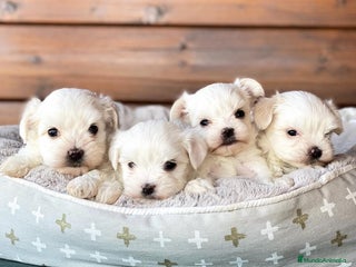 Bichón Maltés perros en Asturias - Anuncio 20
