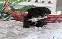 Caniche Toy perros en venta: CANICHE TOY HEMBRA - Imagen 3