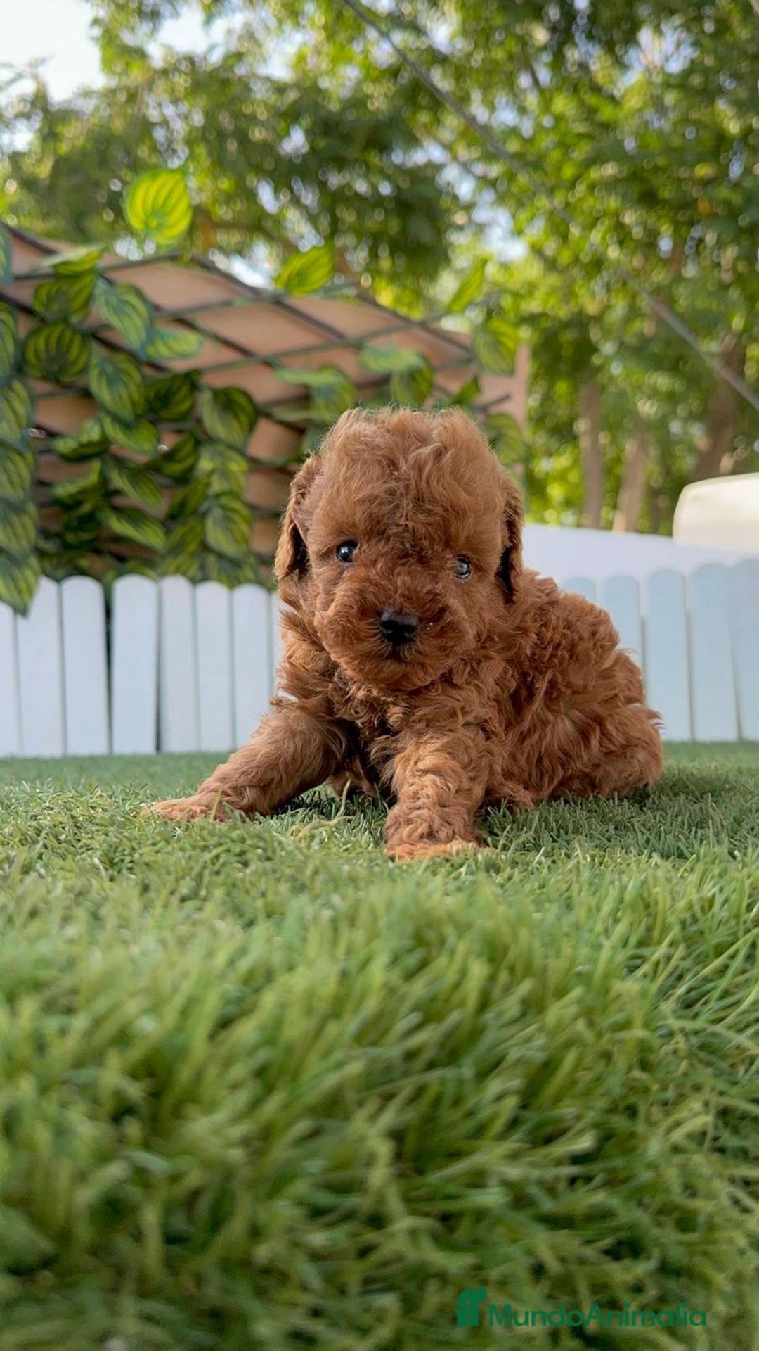 Caniche Toy perros en venta: CANICHE TOY ROJO MACHO - Imagen 23