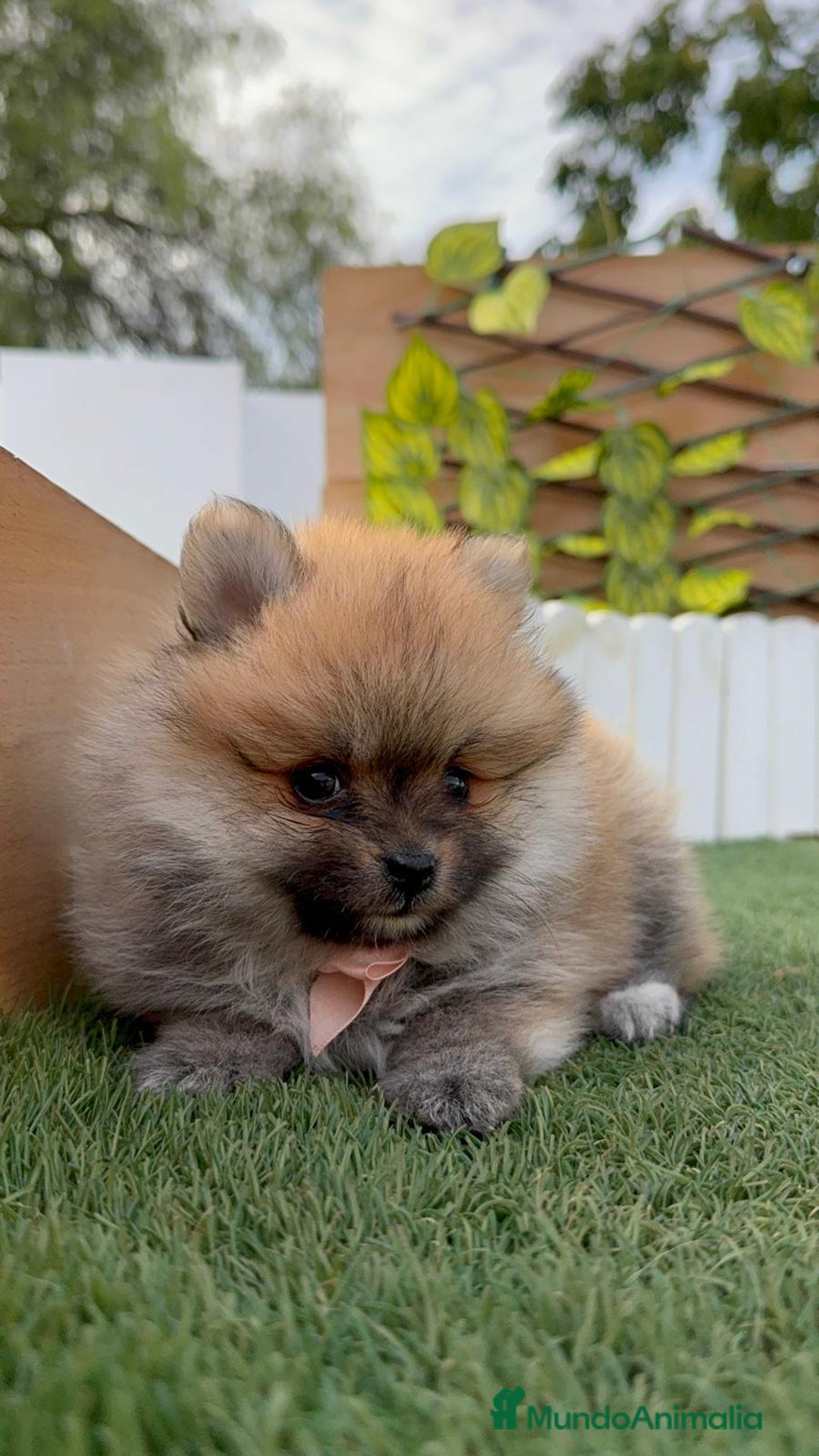 Pomerania perros en venta: POMERANIA HEMBRA - Imagen 11
