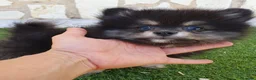 Pomerania perros en venta: Pomerania Toy Top  - Anuncio 5