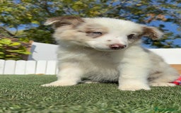 Border Collie perros en venta: BORDER COLLIE - Anuncio 11