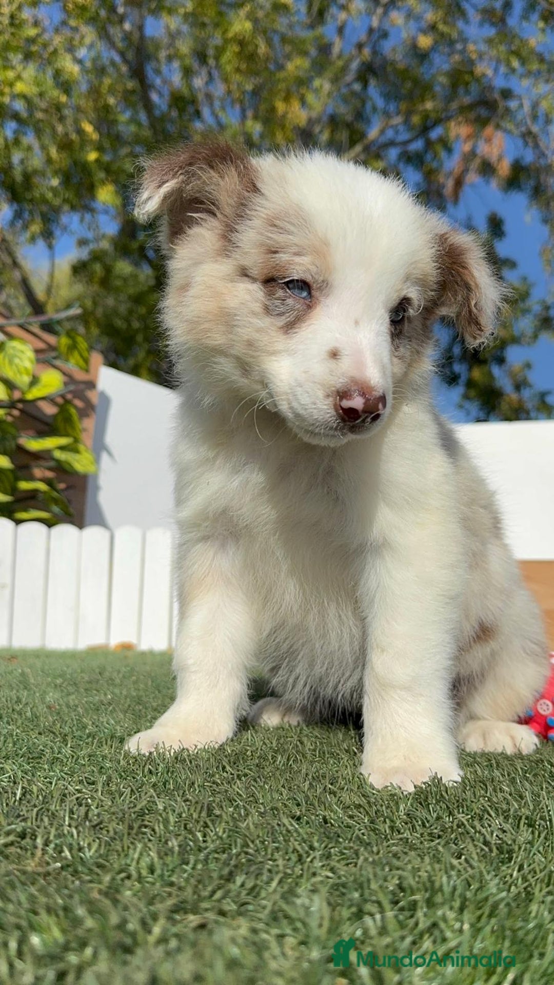 Border Collie perros en venta: BORDER COLLIE - Anuncio 11