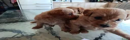 Maltipoo perros en venta: MALTIPOOS, PRECIOSA CAMADA - Anuncio 4