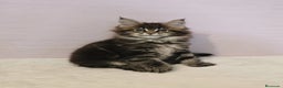 Maine Coon gatos en venta: Hembra Maine Coon - Anuncio 1