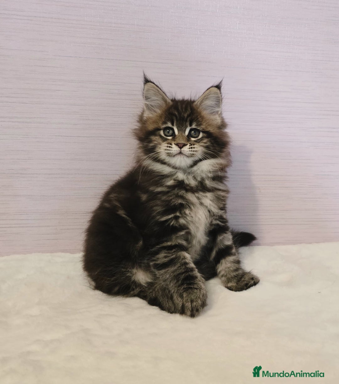 Maine Coon gatos en venta: Hembra Maine Coon - Anuncio 1