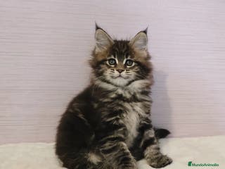 Maine Coon gatos Hembra Maine Coon - Anuncio 11