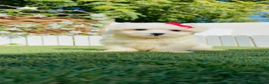 Bichón Maltés 1