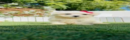 Bichón Maltés perros en venta: BICHON MALTES - Anuncio 19