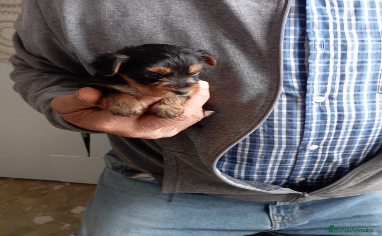 Yorkshire Terrier perros - Anuncio 1