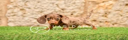 Teckel perros en venta: Cachorros de teckel disponibles.  - Anuncio 6