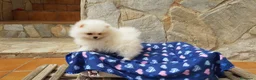 Pomerania perros en venta: Bolitas de Lulú de Pomerania  en Barcelona - Anuncio 5