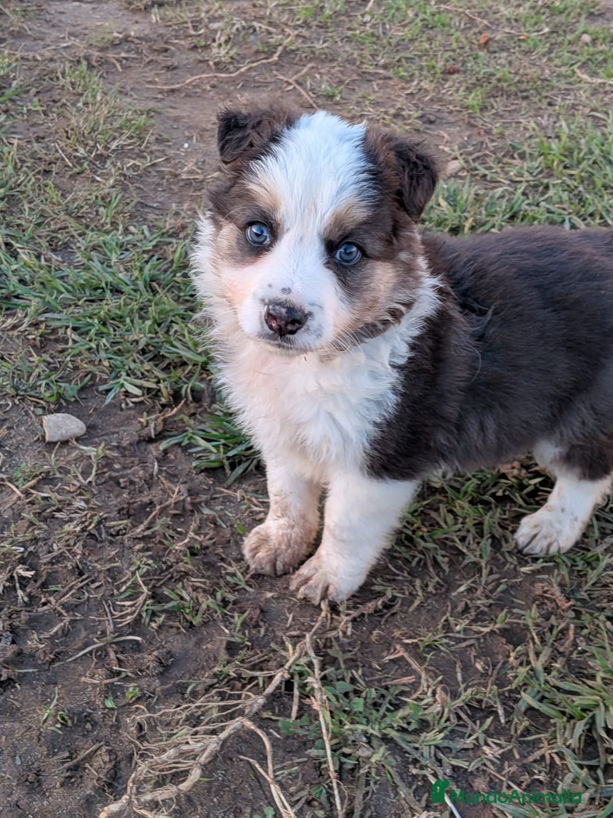 Border Collie perros BORDER COLLIE  - Anuncio 1