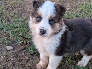 Border Collie perros BORDER COLLIE - Anuncio 1