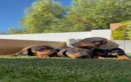 Teckel Miniatura perros en venta: TECKEL MINIATURA - Imagen 8