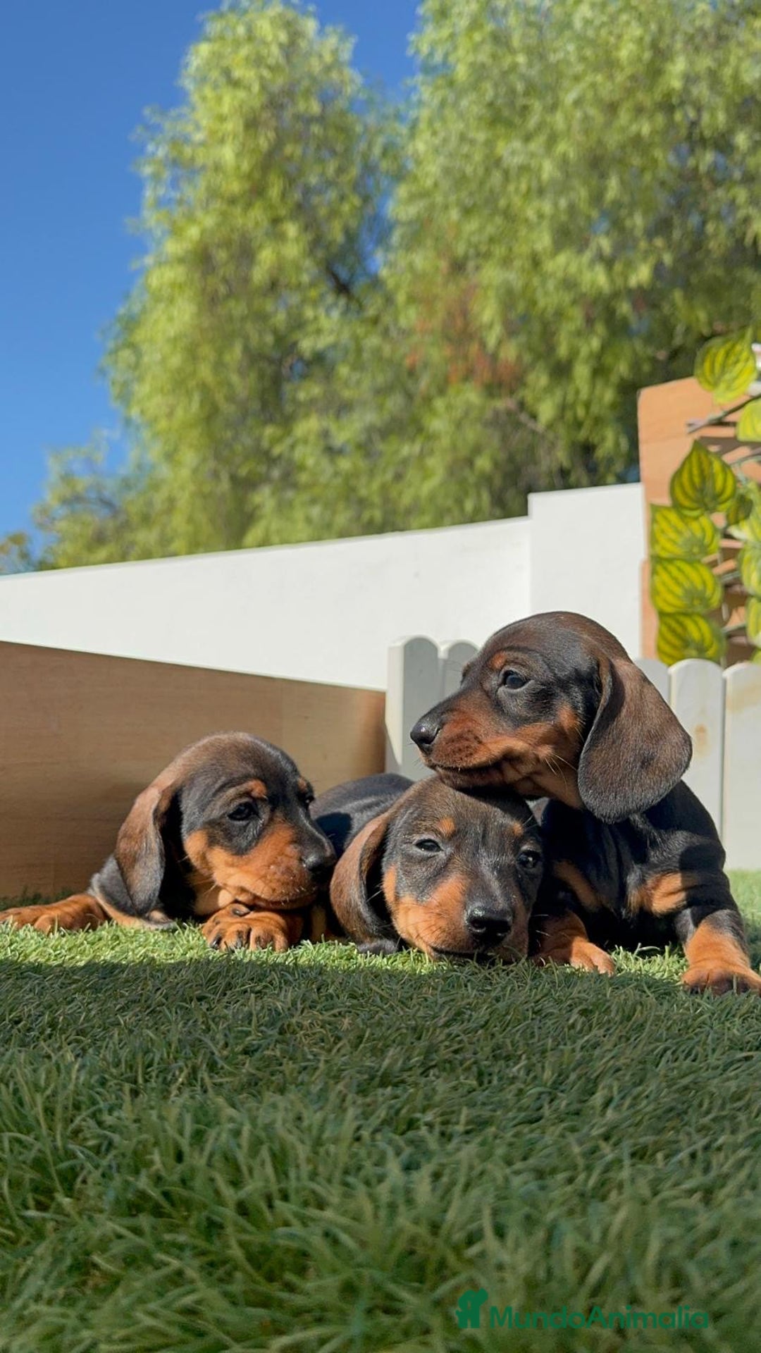 Teckel Miniatura perros en venta: TECKEL MINIATURA - Imagen 8