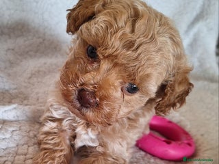 Maltipoo perros - Anuncio 2