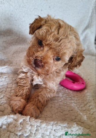 Maltipoo perros - Anuncio 1