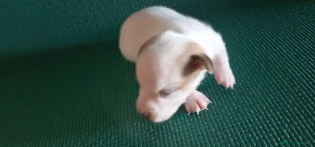 Jack Russell Terrier perros en venta: Camada de Jack russell en Cádiz - Anuncio 4