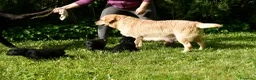 Labrador Retriever perros en venta: Cachorros de Labrador Retriever Negros - Anuncio 23