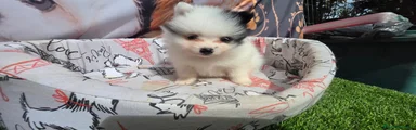 Pomerania 1