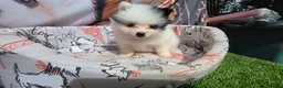Pomerania perros en venta: Pomerania party Benidorm  604370339  - Anuncio 2