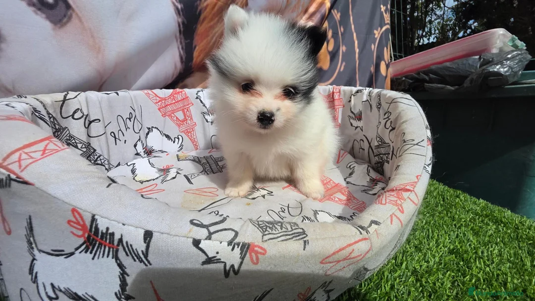 Pomerania perros en venta: Pomerania party Benidorm  604370339  - Anuncio 2
