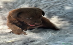 Labrador Retriever perros en venta: LABRADOR RETRIEVER CHOCOLATE - Imagen 3