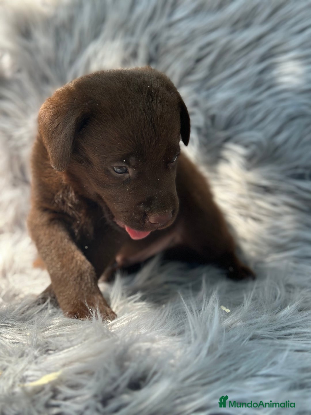 Labrador Retriever perros en venta: LABRADOR RETRIEVER CHOCOLATE - Imagen 3