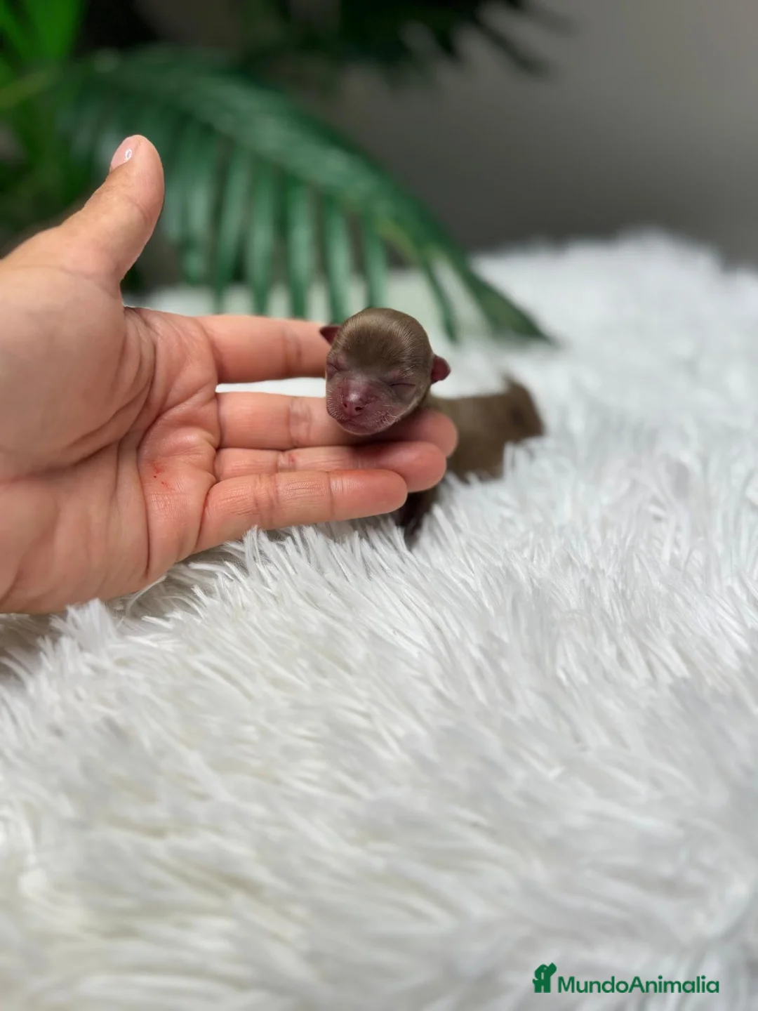 Chihuahua perros en venta: CHIHUAHUA MACHO - Anuncio 2