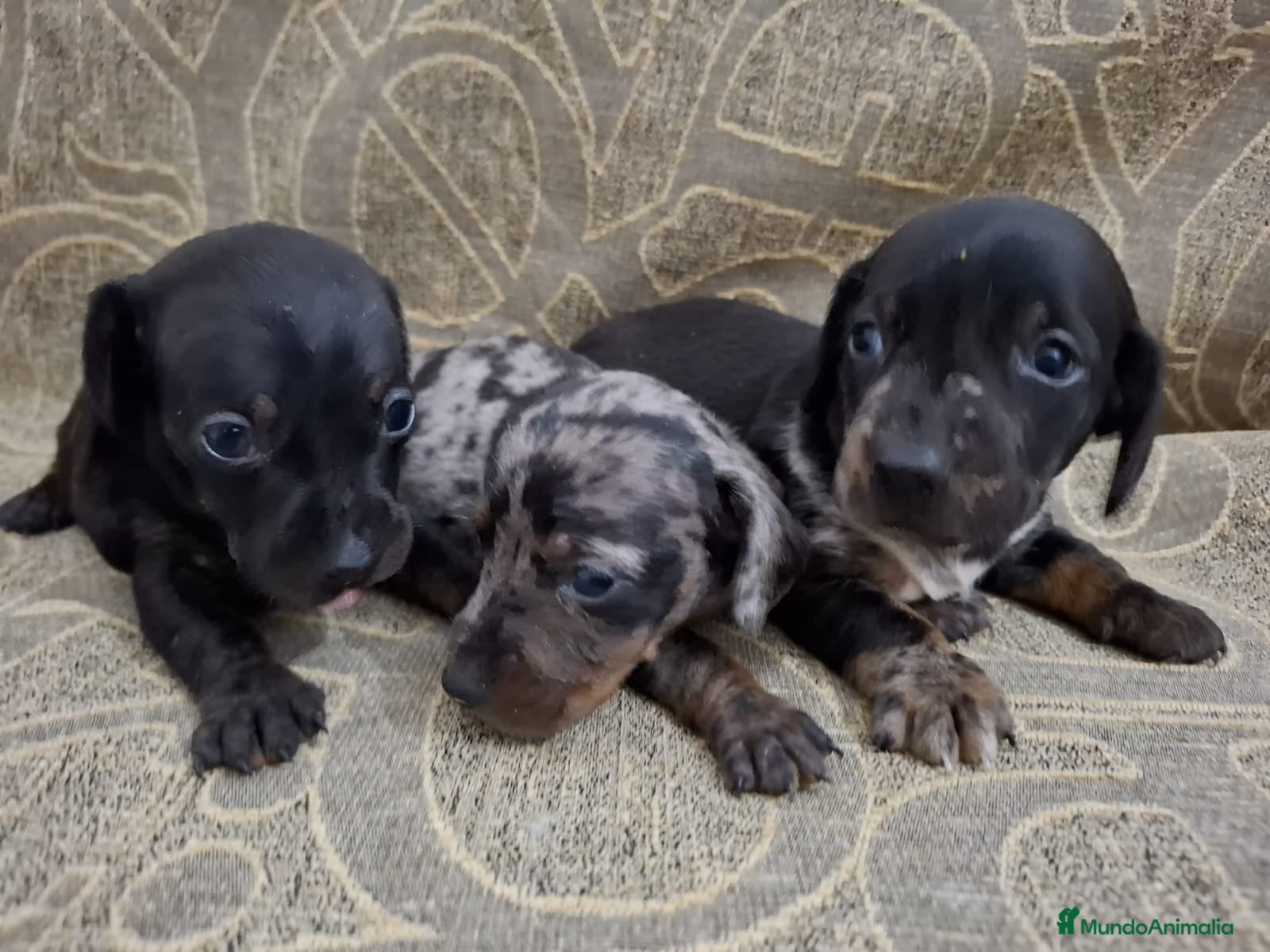 Teckel perros Teckel exclusivo muy - Anuncio 2