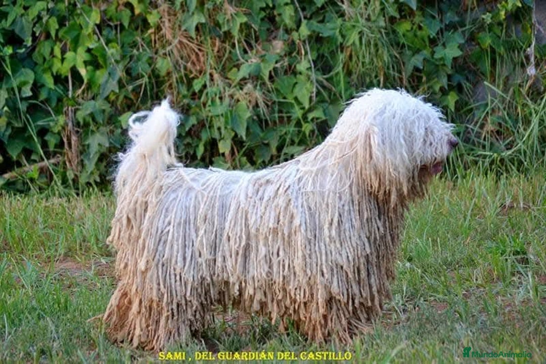 Perro de Agua Español perros en venta: Cachorra perro de agua  - Imagen 2