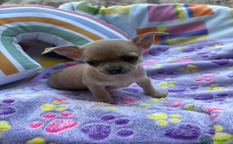 Chihuahua perros - Anuncio 2