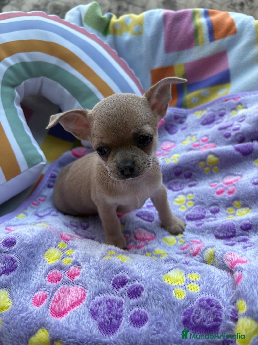 Chihuahua perros en venta: Hembrita chihuahua toy - Imagen 1