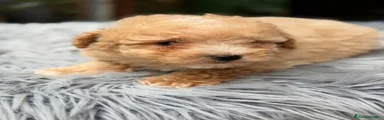 Caniche Toy 1