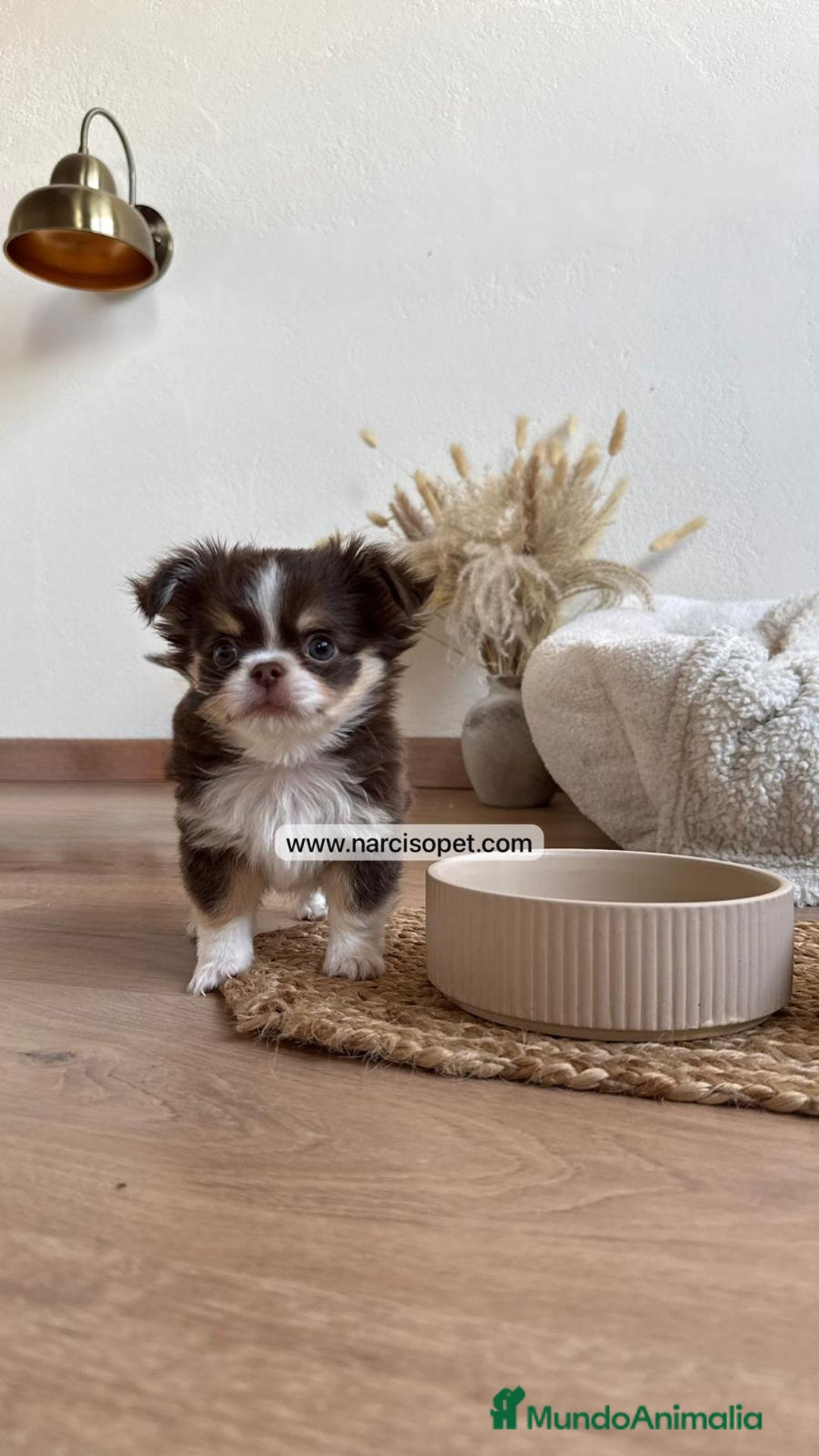 Chihuahua perros en venta: CHIHUAHUA PELO LARGO MACHO - Anuncio 2