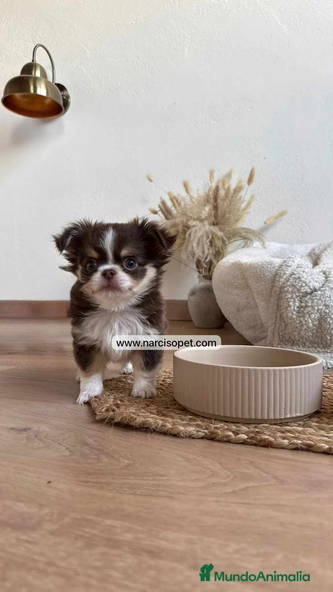 Chihuahua perros en venta: CHIHUAHUA PELO LARGO MACHO - Anuncio 2