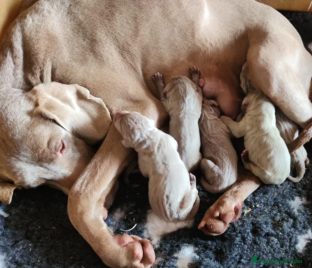 Weimaraner perros en venta: WEIMENARE BRACO IMPRESIONANTES en Barcelona - Anuncio 1