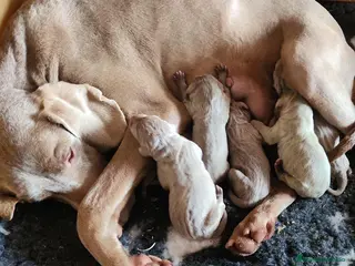 Weimaraner perros WEIMENARE BRACO IMPRESIONANTES en Barcelona - Anuncio 4