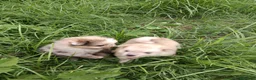 Pomerania perros en venta: Pomerania  - Anuncio 17