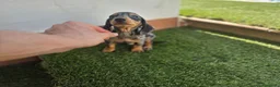 Teckel Miniatura perros en venta: TECKEL MINI ARLEQUIN - Anuncio 3