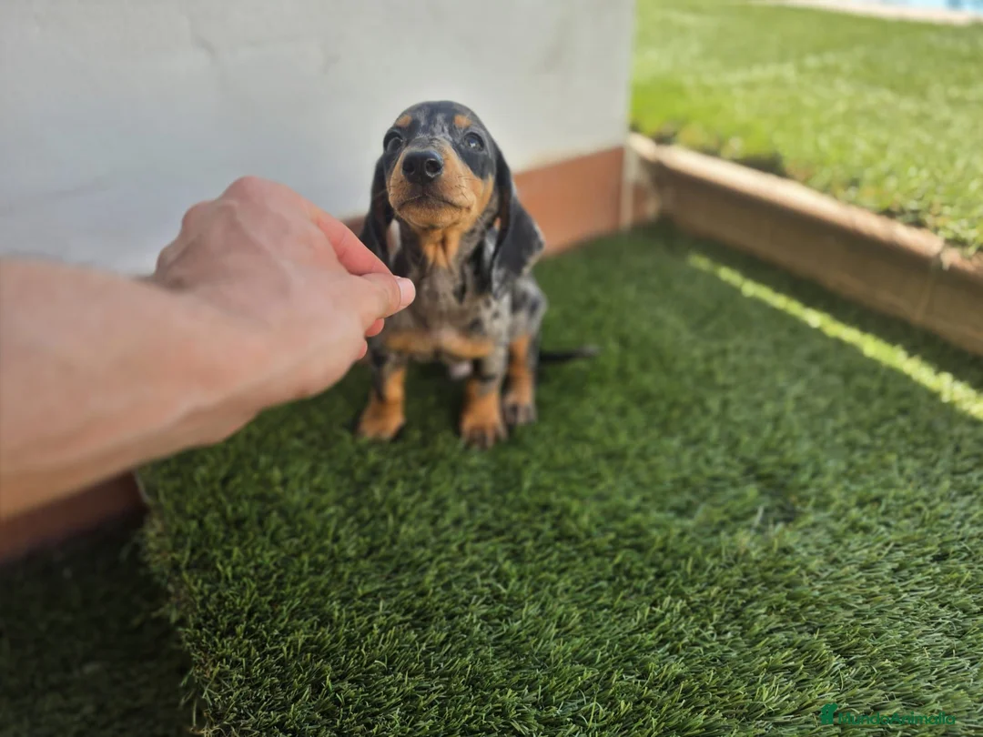 Teckel Miniatura perros en venta: TECKEL MINI ARLEQUIN - Anuncio 3
