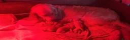 Golden Retriever perros en venta: Excepcionales cachorros - Anuncio 2