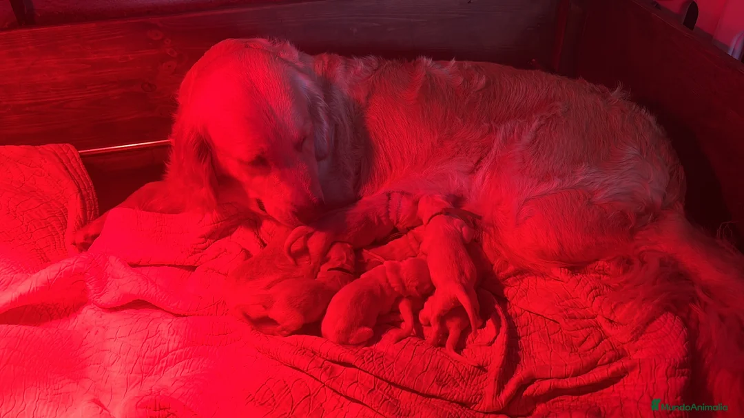 Golden Retriever perros en venta: Excepcionales cachorros - Anuncio 2