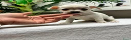 Chihuahua perros en venta: CHIHUAHUA-MACHO - Anuncio 7
