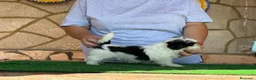 Shih Tzu perros en venta: Shihtzu blanco y negro - Anuncio 6