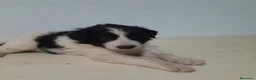 Border Collie perros en venta: BORDER COLLIE - Anuncio 33