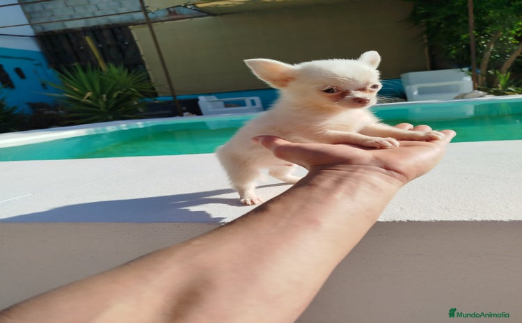 Chihuahua perros - Anuncio 1
