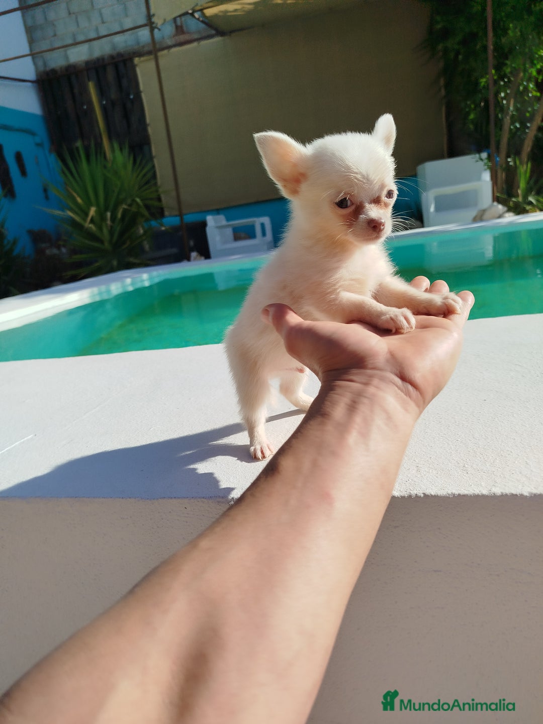 Chihuahua perros en venta: Chihuahua  - Imagen 1