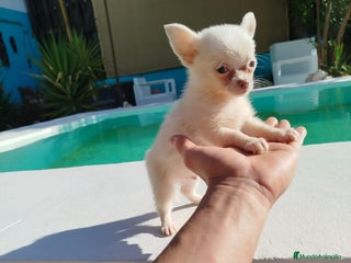 Chihuahua perros - Anuncio 9